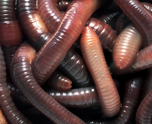 100 Stck. Riesen - Rotwürmer/ mittelgroß
